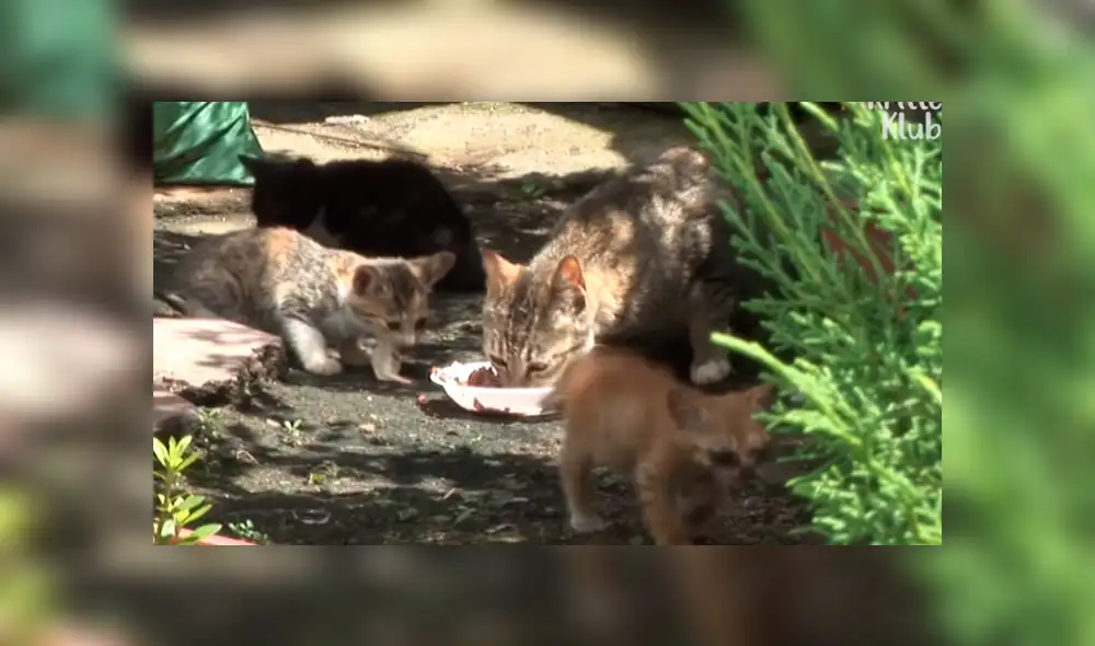 YouTube viral: Gatito ciego es rescatado por un 'ángel' y sufre radical cambio que enternece al mundo [VIDEO]