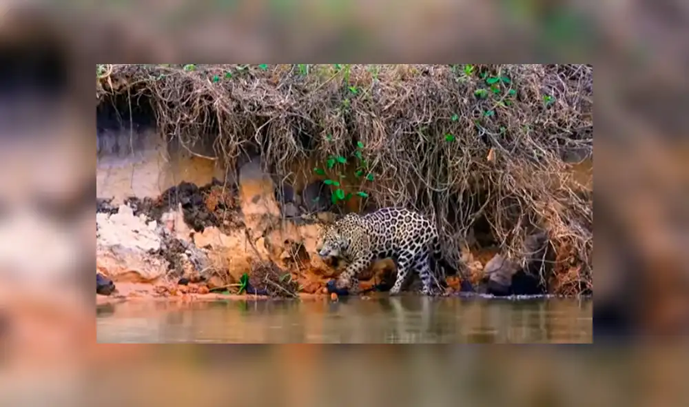 Desliza hacia la izquierda para ver las imágenes del viral de YouTube que revela por qué lo felinos le temen al agua. Desliza hacia la izquierda para ver las imágenes del viral de YouTube que revela por qué lo felinos le temen al agua.