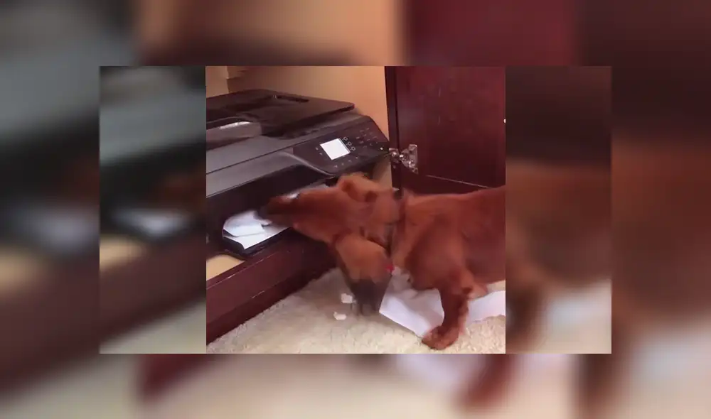 Facebook viral: Chico graba el preciso instante en que su travieso perro 'devora' su tarea [VIDEO]