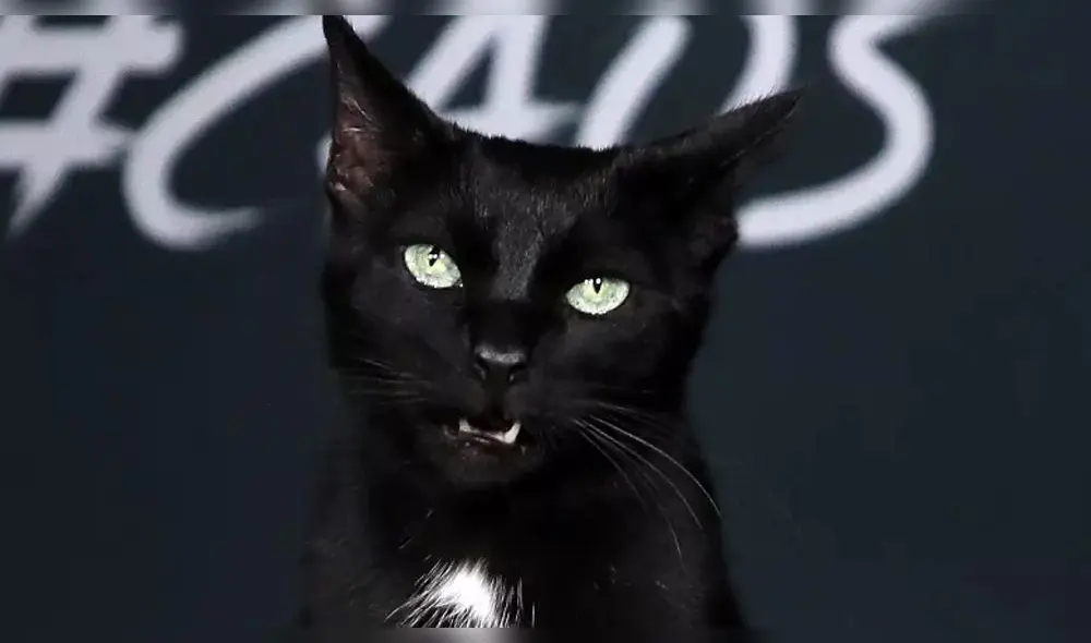 Netflix: Conoce a Salem de 'El Mundo Oculto de Sabrina' [FOTOS]