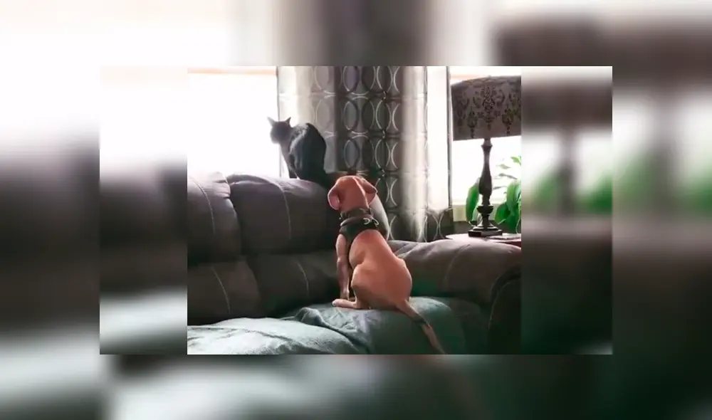 Desliza las imágenes para observar la conmovedora escena protagonizada por un perro y un gato tras quedarse solos en casa.