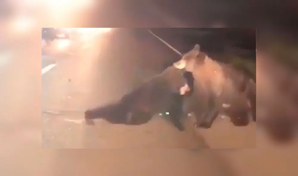 Oso bebé queda malherido en carretera y su ‘amigo’ lo arrastra para salvarlo [VIDEO]