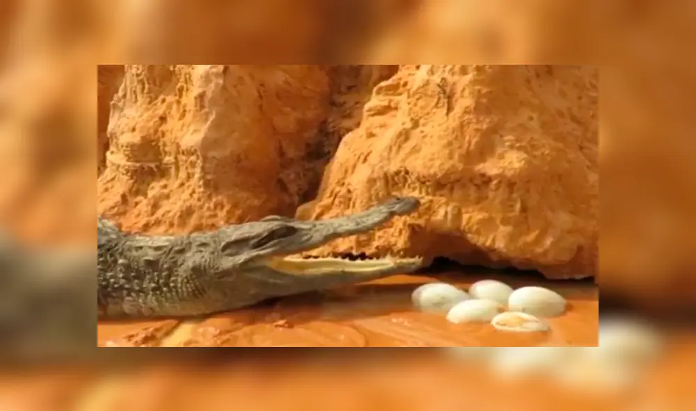 YouTube viral: mamá cocodrilo defiende a sus crías del ataque de una temible anaconda 
