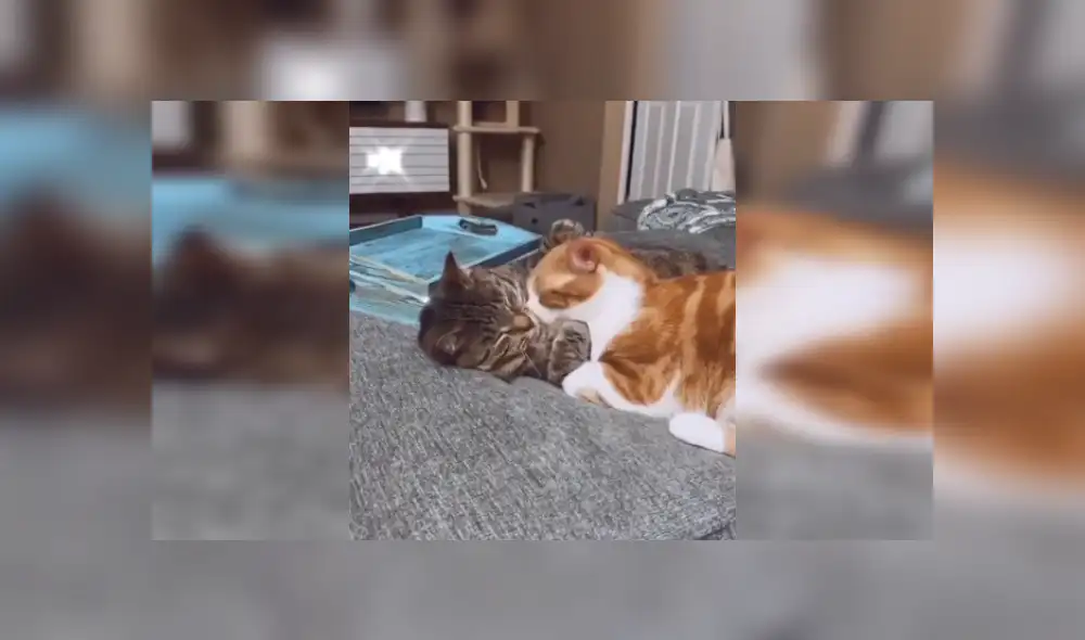Desliza las imágenes para apreciar el tierno abrazo que le dio un gato a su ‘amigo’ al percatarse que estaban solos. Fotocaptura: Facebook.