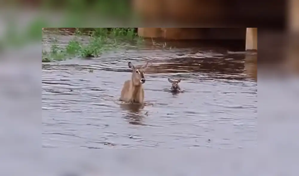 El caudal del río era demasiado fuerte para que la cría pueda cruzarlo. (Fuente: Kruger Sightings/YouTube) El caudal del río era demasiado fuerte para que la cría pueda cruzarlo. (Fuente: Kruger Sightings/YouTube)