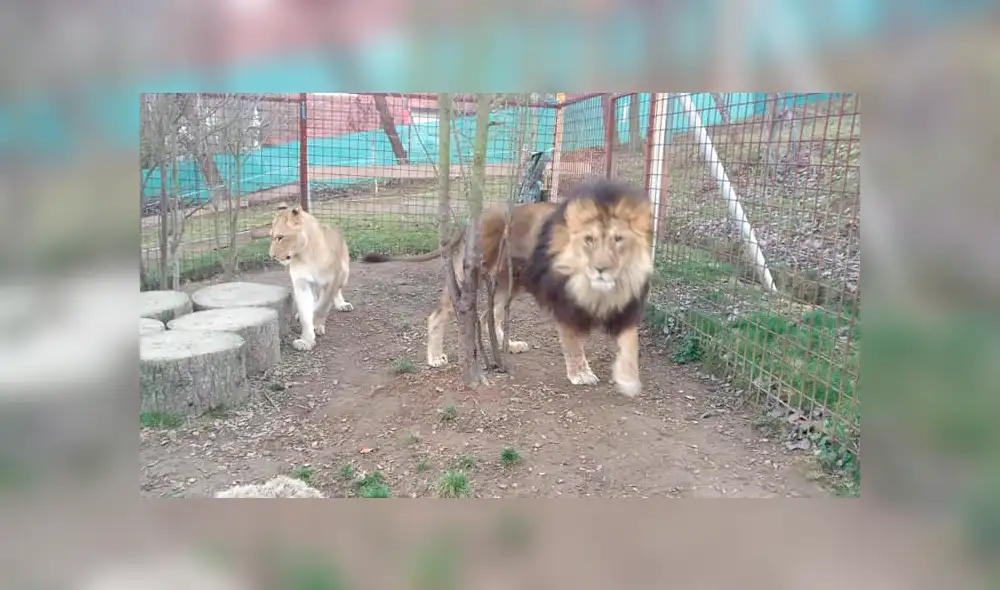 Hombre muere al ser atacado por el león que criaba en su casa [FOTOS Y VIDEO]