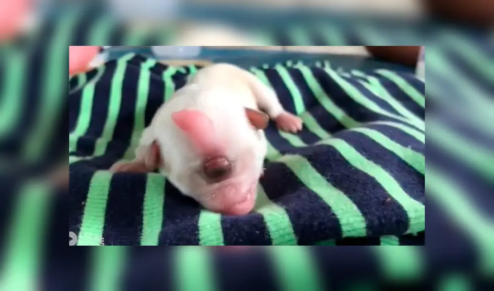 YouTube viral: nace perro con un solo ojo y sus dueños piden ayuda por su delicado estado de salud
