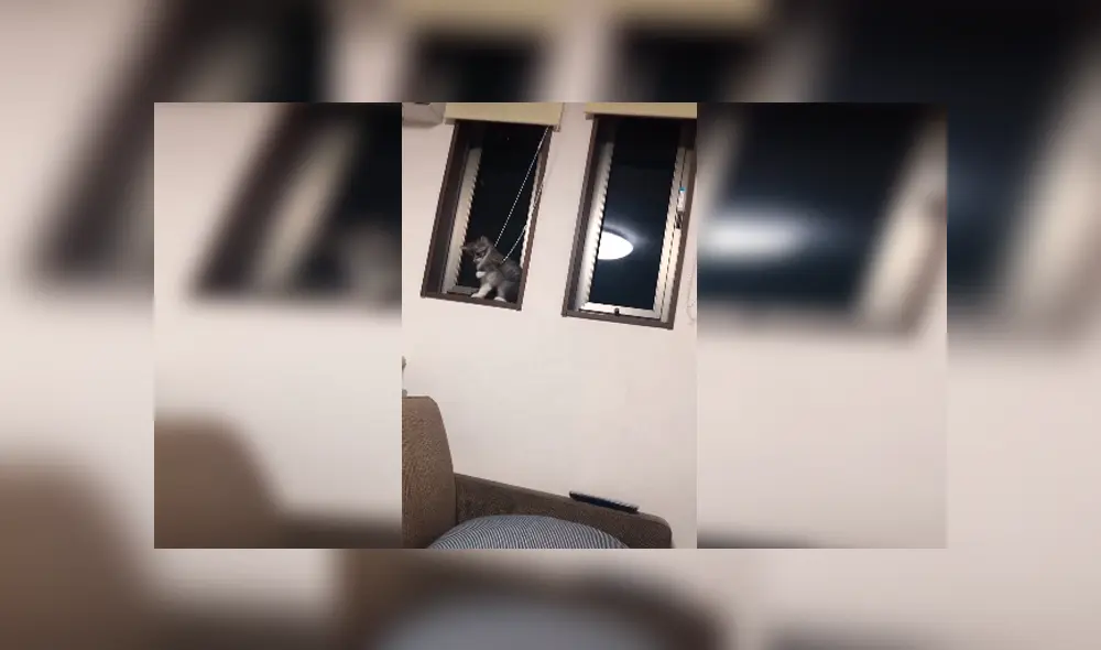 Desliza las imágenes hacia la izquierda para conocer el incidente que estuvo a punto de protagonizar un gato.