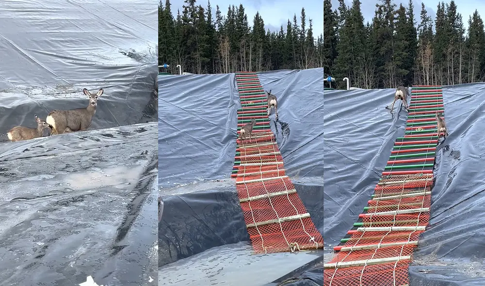 El ciervo bebé fue el que cayó primero al revestimiento. Foto: captura de YouTube El ciervo bebé fue el que cayó primero al revestimiento. Foto: captura de YouTube