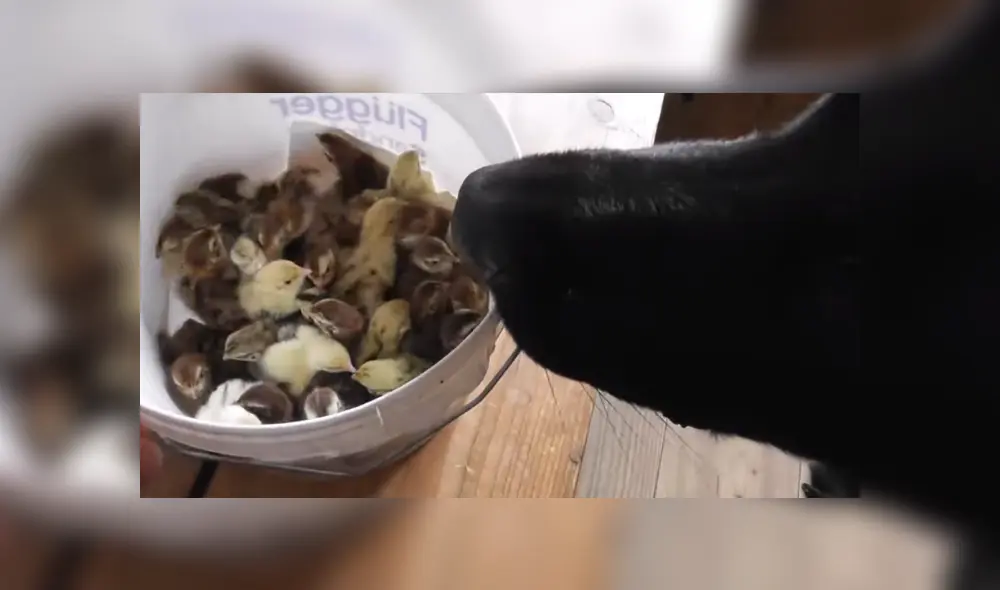 A través de YouTube se hizo viral un video que muestra el momento en que un perro ve por primera vez a un grupo de polluelos.