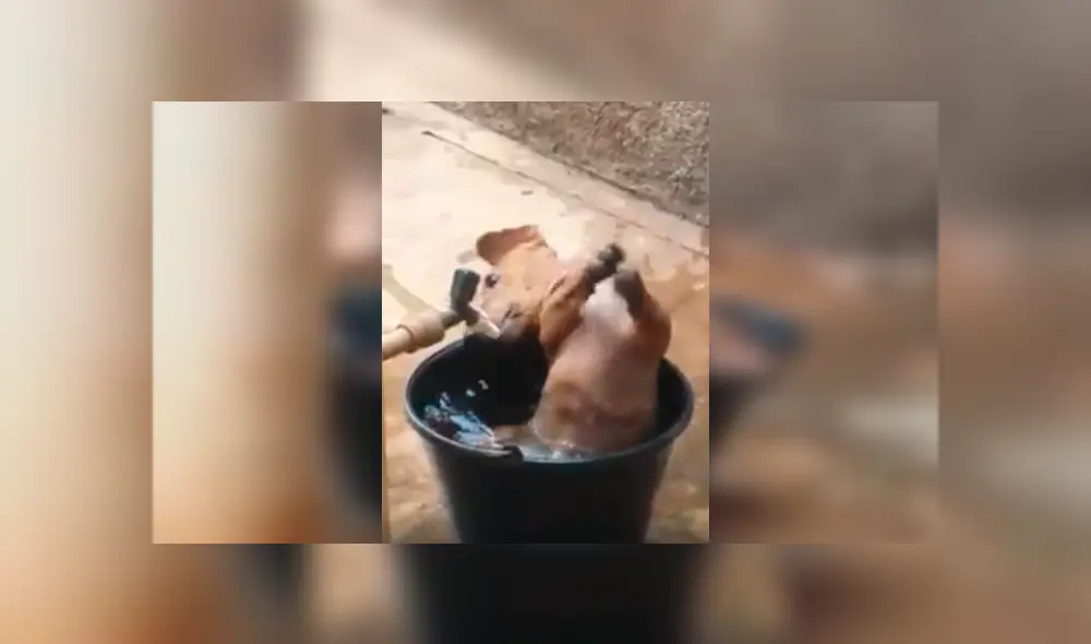 En Facebook, un perro aprovechó la ausencia de sus dueños para cometer sus travesuras en casa.