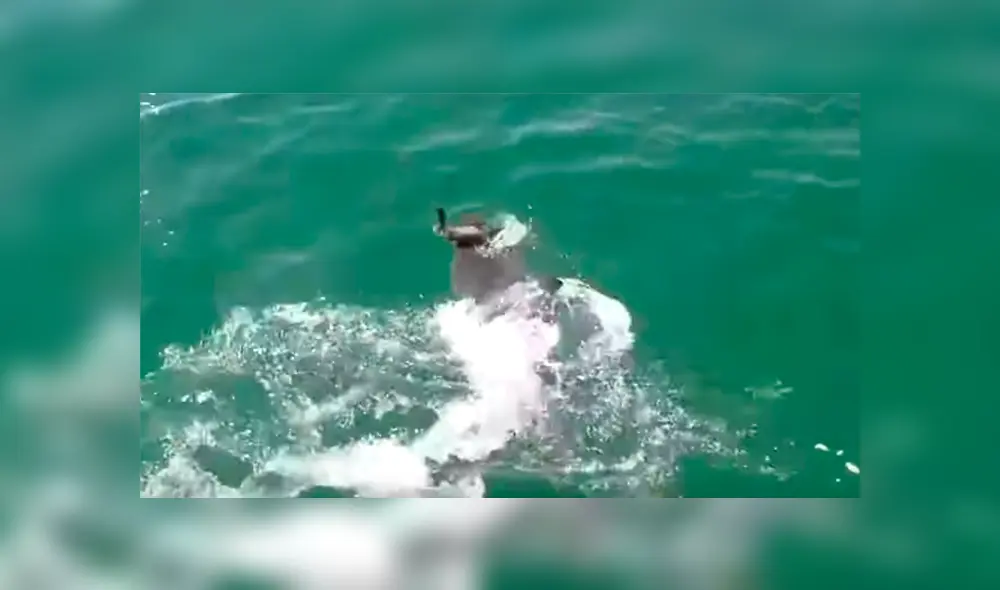 Desliza para ver los momentos más impactantes del video que se hizo viral en YouTube. Desliza para ver los momentos más impactantes del video que se hizo viral en YouTube.