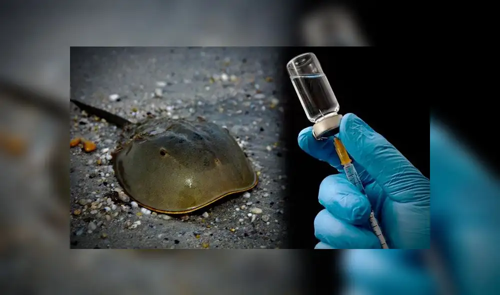 La sangre azul del cangrejo de herradura y su papel en la búsqueda de una vacuna contra la COVID-19. (Foto: Uol / Vix)