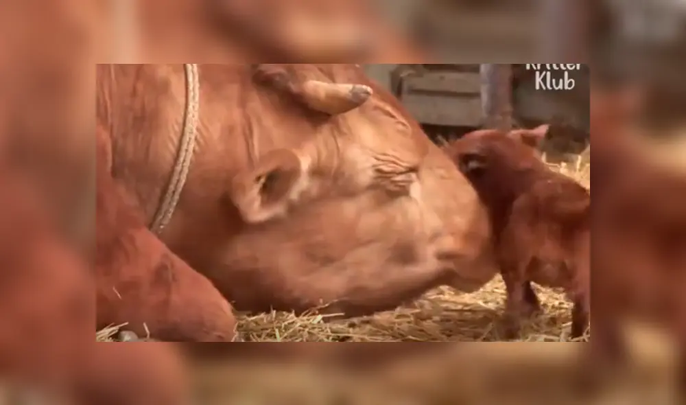 YouTube viral: perro llora de emoción al reencontrarse con vaca que lo cuidó desde bebé 