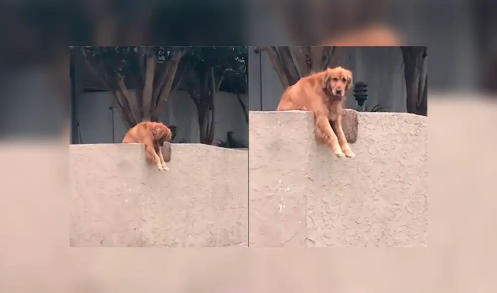 Facebook: conoce la triste historia del perro que lanza su juguete fuera de casa todos los días