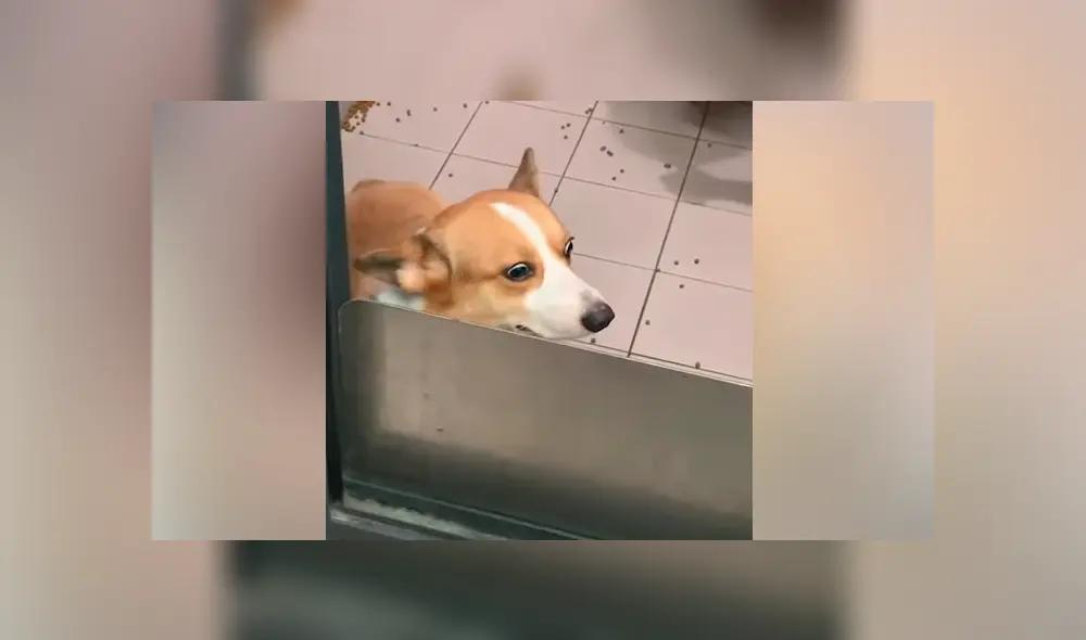 YouTube viral: perro travieso ensucia toda su casa y su reacción al ser descubierto genera risas en miles YouTube viral: perro travieso ensucia toda su casa y su reacción al ser descubierto genera risas en miles