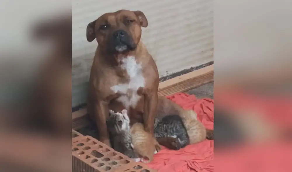 Esta perrita ha conmovido a miles de usuarios en las redes sociales al mostrar su noble actitud hacia los pequeños felinos. Foto: captura de YouTube Esta perrita ha conmovido a miles de usuarios en las redes sociales al mostrar su noble actitud hacia los pequeños felinos. Foto: captura de YouTube