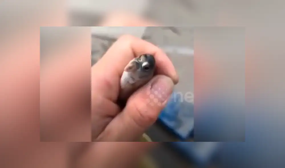 Desliza hacia la izquierda para ver el misterioso aspecto del pez que sufrió una extraña mutación en su cabeza y se ha vuelto viral en Facebook y otras redes sociales.