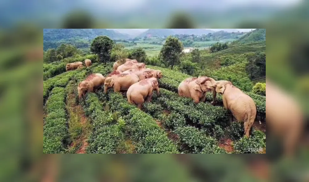 El grupo de elefantes entró a un viñedo y acabaron completamente ebrios tras consumir vino de maíz.