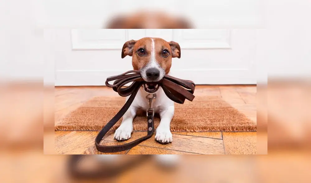 En la capital de Australia, Canberra, sancionarán legalmente a quienes no cuiden bien a sus mascotas. Foto: Difusión