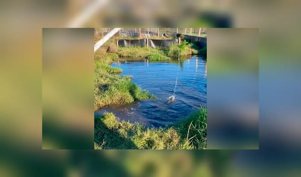 Desliza hacia la izquierda para ver la reacción del cocodrilo a un grupo de jóvenes. El video es viral en YouTube. Desliza hacia la izquierda para ver la reacción del cocodrilo a un grupo de jóvenes. El video es viral en YouTube.