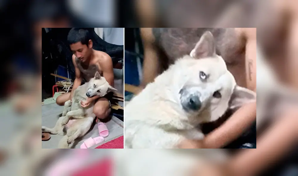 YouTube viral: perrito no quiso que dueño lo bañe y fingió su muerte [VIDEO]
