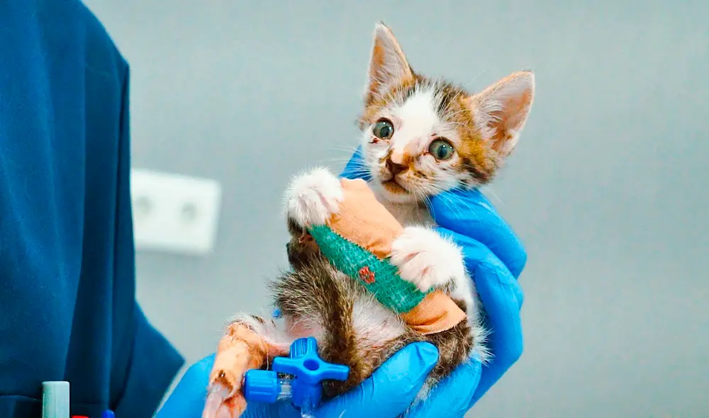 Desliza las imágenes para conocer a Star, un pequeño gato víctima de maltrato animal. Foto: captura de YouTube