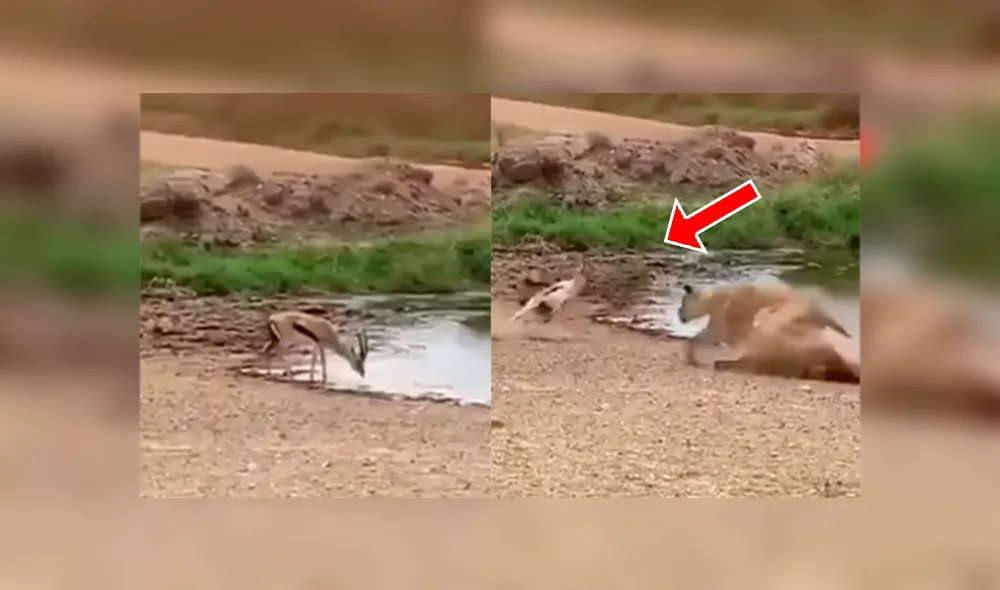 Una insólita escena muestra como un ciervo se salvó del ataque de una voraz leona. Una insólita escena muestra como un ciervo se salvó del ataque de una voraz leona.