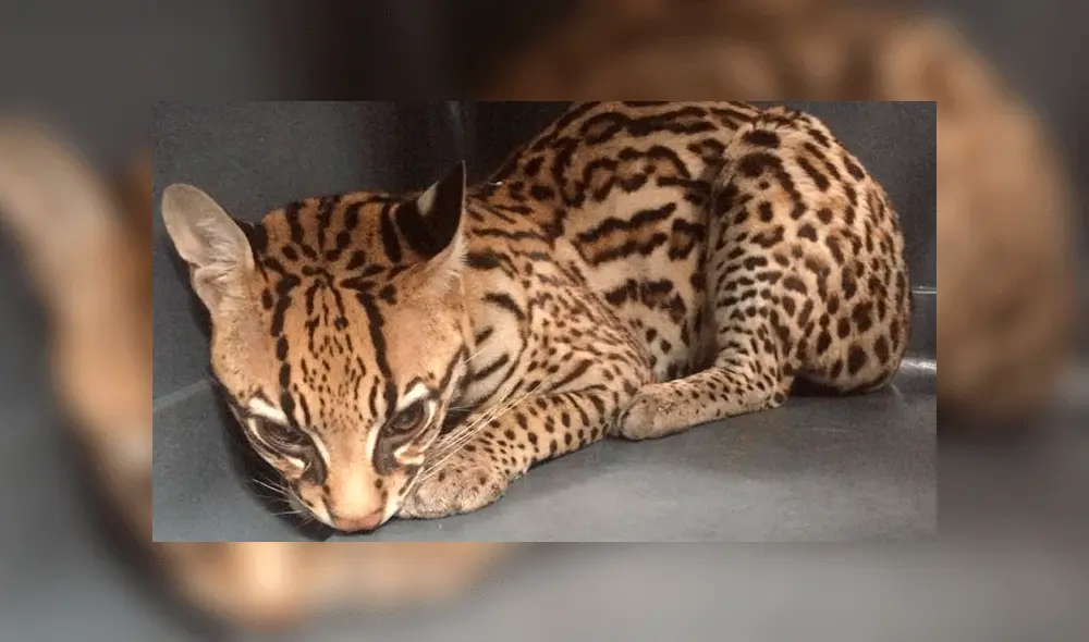 El animal estaba temeroso, según los especialistas. Foto: DAGMA.