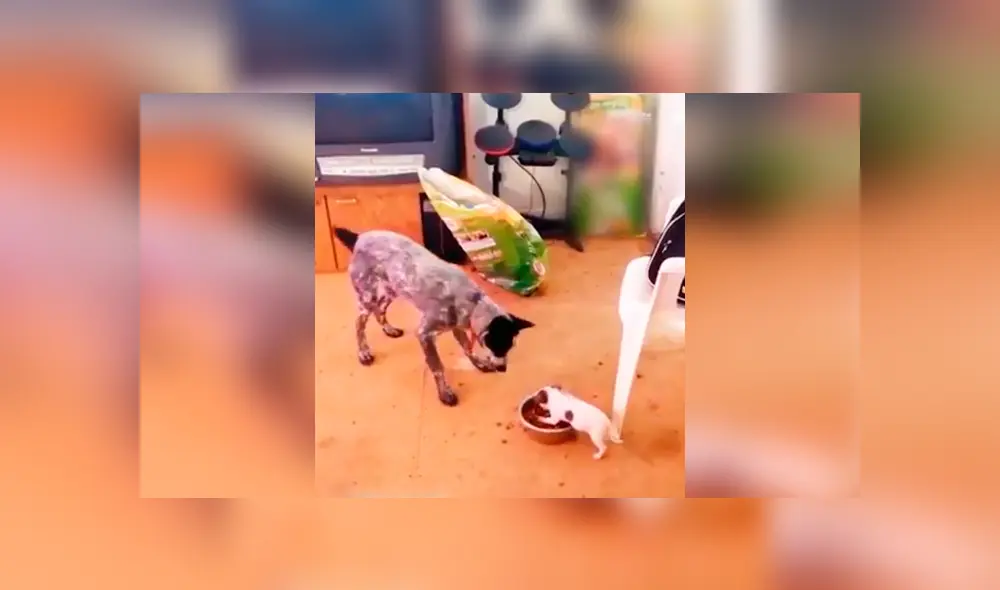 Desliza las imágenes para conocer la enfurecida acción de un perro al no tolerar que le quiten su comida. Foto: Captura. Desliza las imágenes para conocer la enfurecida acción de un perro al no tolerar que le quiten su comida. Foto: Captura.