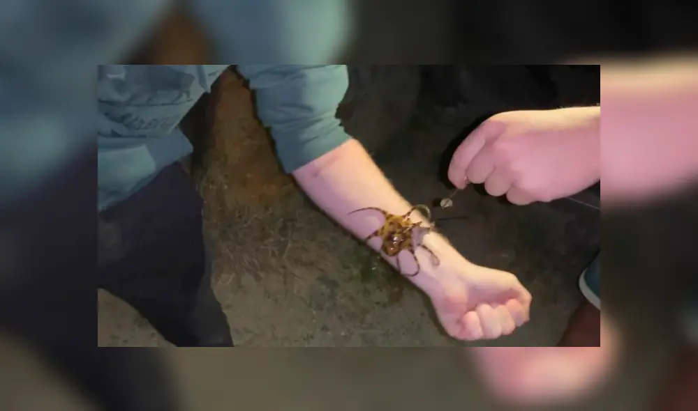 Una transmisión en vivo en Facebook muestra a la letal criatura que caminó sobre el brazo de un joven.