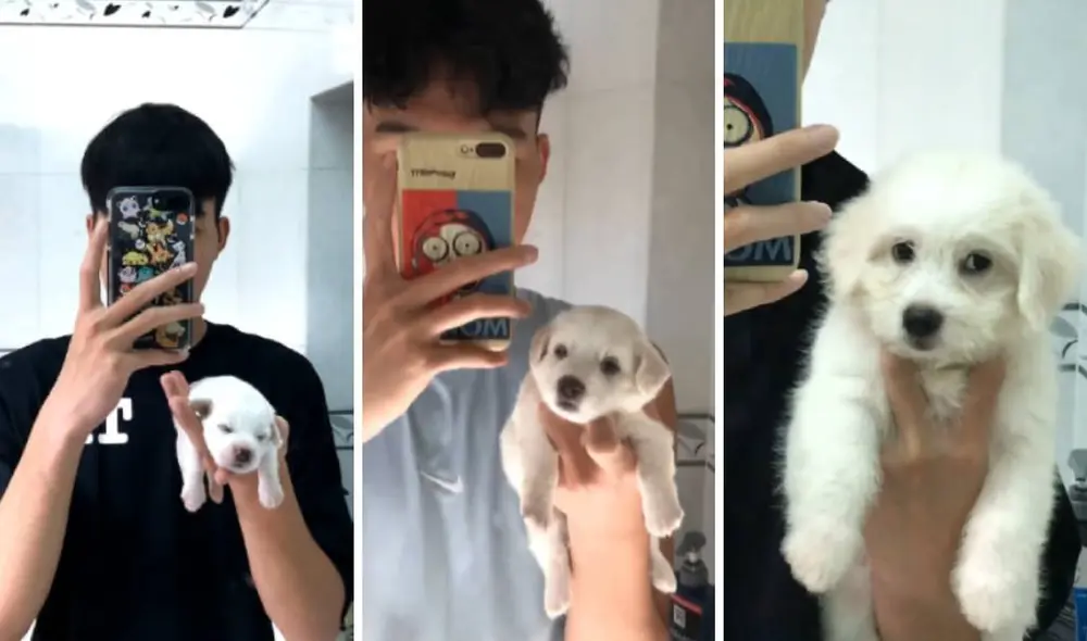 El video de Facebook muestra el crecimiento de la mascota durante dos meses. Foto: Captura/Facebook/Tấn Phát