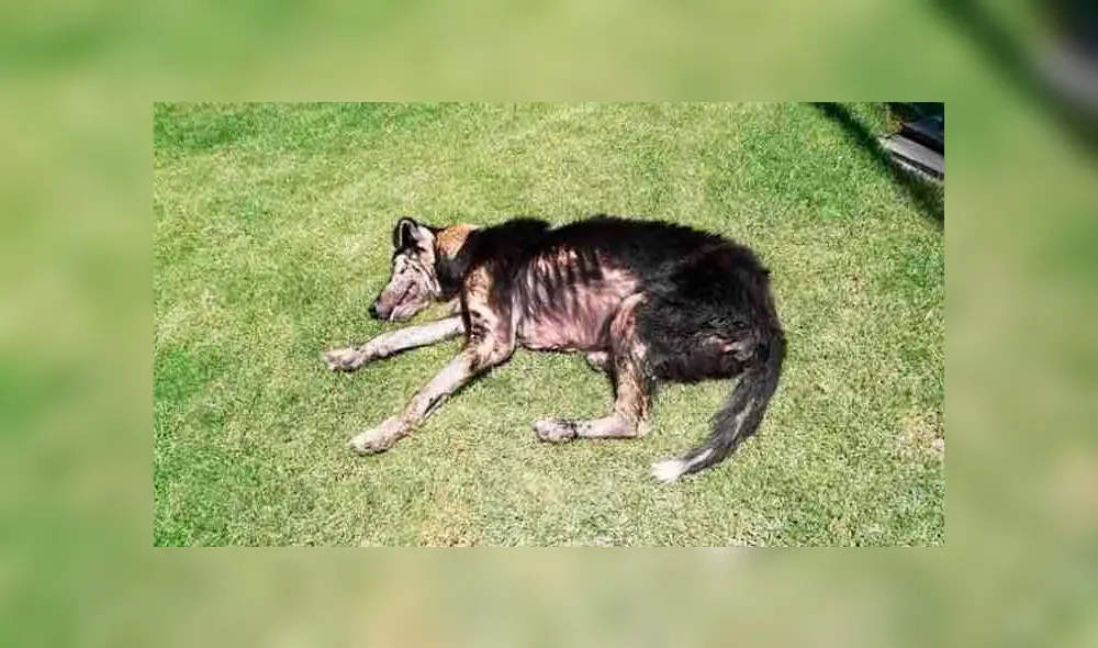 Desliza cada foto hacia la izquierda para ver las imágenes del viral de Facebook del radical cambio de un perro callejero.