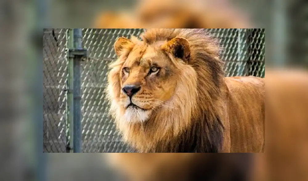 YouTube viral: estas son las sobrecogedoras imágenes de cuando leones devoran a enorme búfalo [VIDEO]
