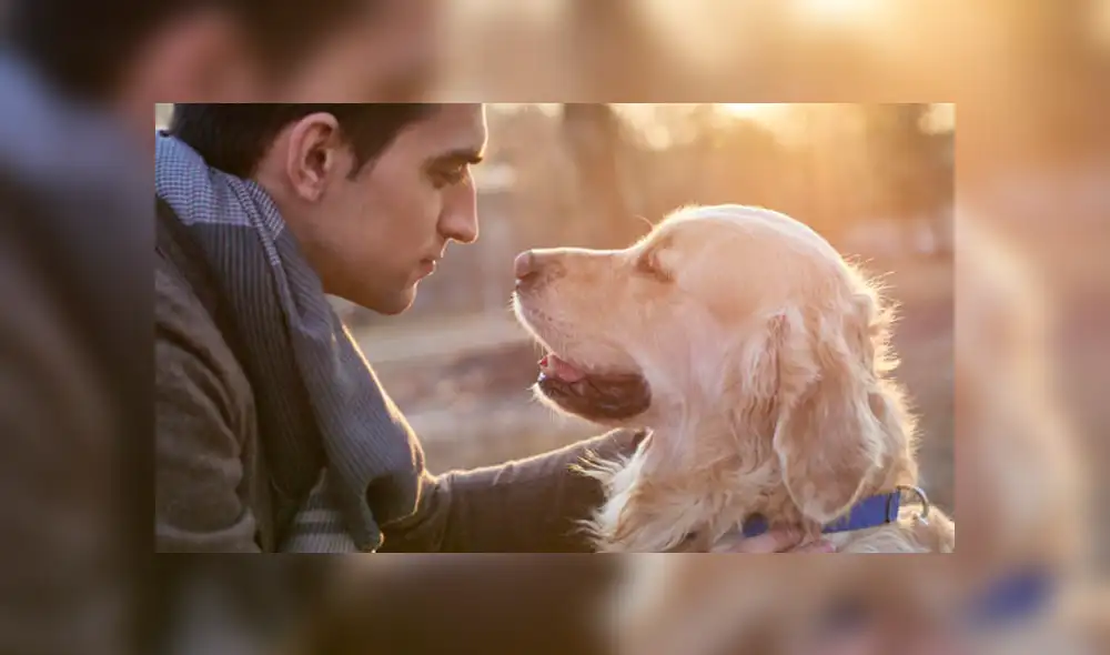 Según los expertos, los perros demuestran lealtad y sinceridad a sus amos.