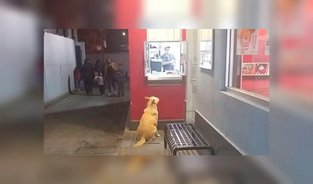 El 'Güero' espera pacientemente todas las noches en las afueras del restaurante para recibir sus alimentos