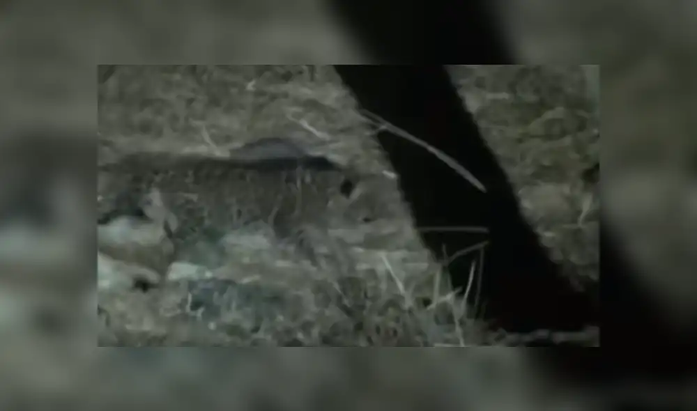 YouTube viral: miles se conmueven por increíble acto de una mamá leona que adoptó a bebé leopardo [VIDEO]