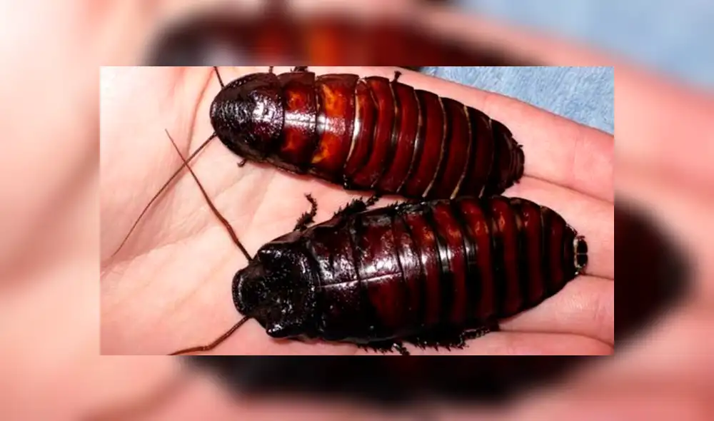 Escolar causa terror al llevar mochila llena de cucarachas al colegio [FOTOS] 