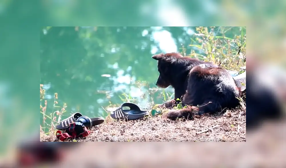 Video es viral en Facebook. El can permaneció en el estanque durante horas con las pertenencias de su dueño, esperando a que apareciera. Video es viral en Facebook. El can permaneció en el estanque durante horas con las pertenencias de su dueño, esperando a que apareciera.