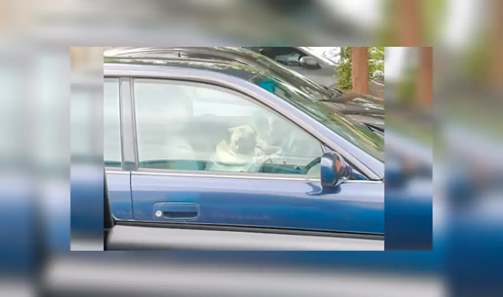 Los perros no aguantaron la demora de su dueño y protagonizaron una hilarante escena que se ha hecho viral en Facebook