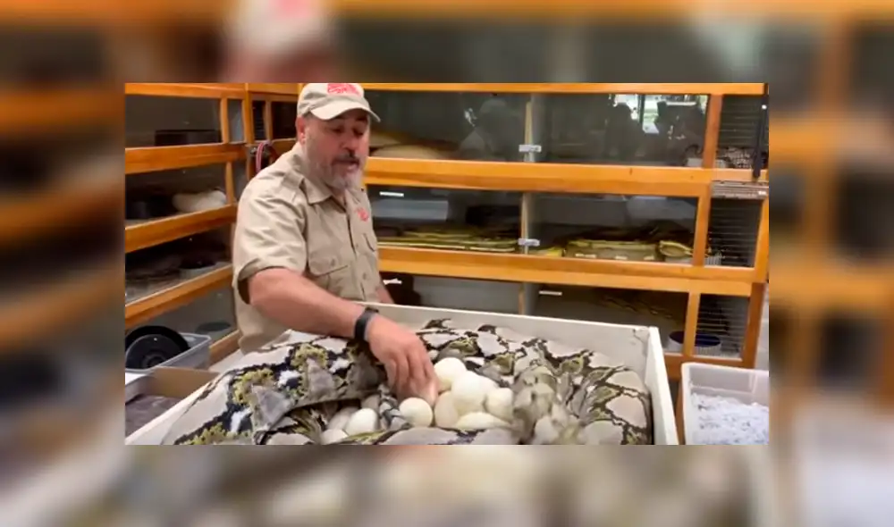 Desliza hacia la izquierda para ver el ataque de la serpiente. Video viral de YouTube. Desliza hacia la izquierda para ver el ataque de la serpiente. Video viral de YouTube.