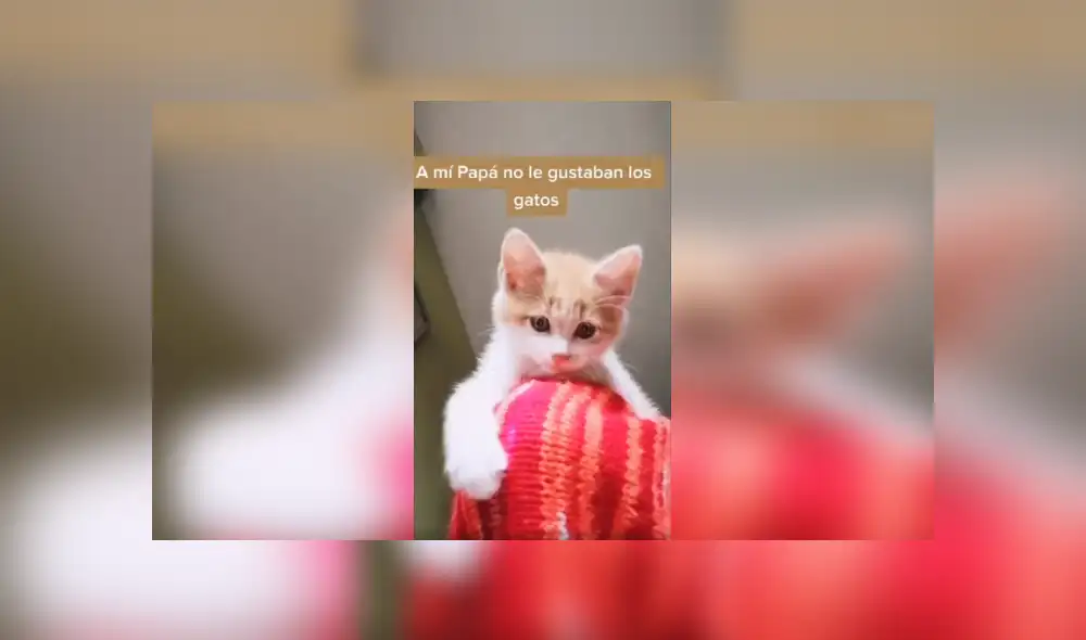 Desliza las imágenes hacia la izquierda para conocer la amorosa amistad de un señor con un pequeño gato. Foto: Captura. Desliza las imágenes hacia la izquierda para conocer la amorosa amistad de un señor con un pequeño gato. Foto: Captura.