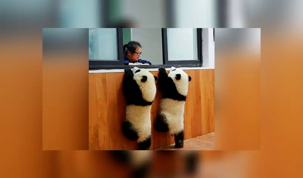 Instagram: traviesos pandas hacen lo imposible para pedirle a su cuidadora que los alimente [FOTOS]