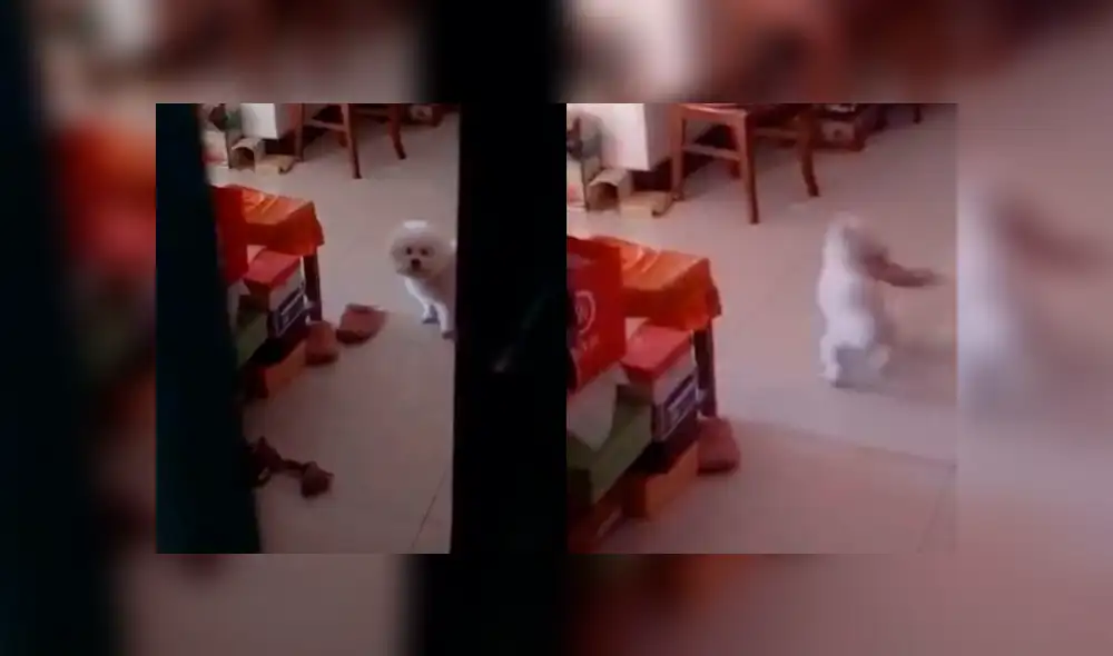 Facebook: le hace creer a su perro que está solo y lo descubre haciendo tremenda travesura