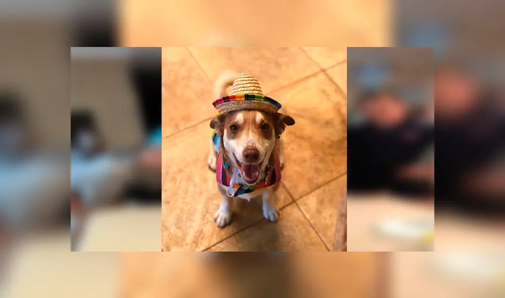 Desliza las imágenes para apreciar la conmovedora reacción del perro al notar la fiesta que organizó su familia.