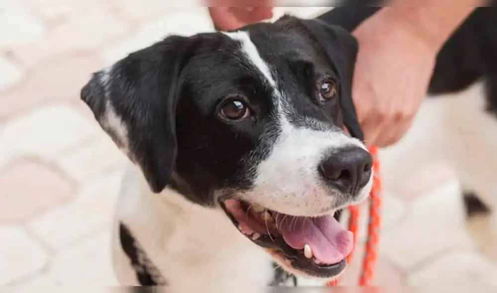 Perros abandonados en calles venezolanas son adoptados en el exterior
