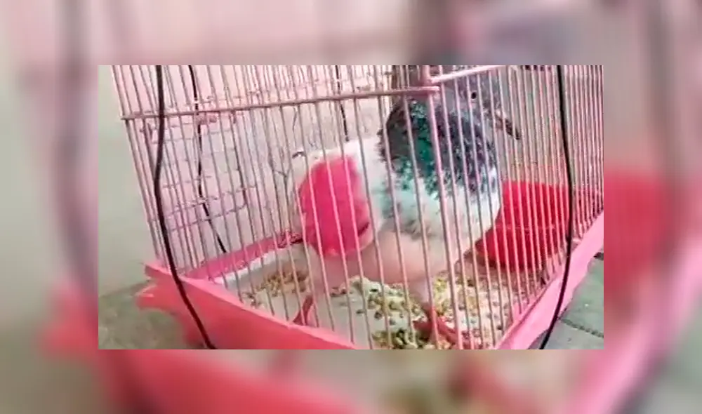 La paloma llevaba un anillo en sus patas por lo que fue entregada a las autoridades. La paloma llevaba un anillo en sus patas por lo que fue entregada a las autoridades.