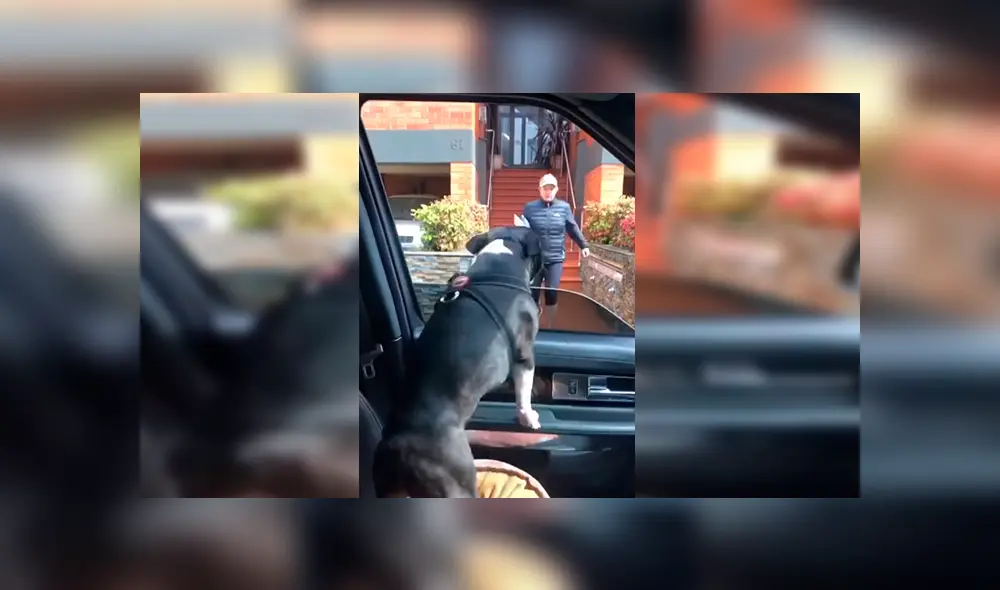 En Facebook, un perro llamó la atención de sus cuidadores por sus singulares movimientos al demostrar su emoción. En Facebook, un perro llamó la atención de sus cuidadores por sus singulares movimientos al demostrar su emoción.