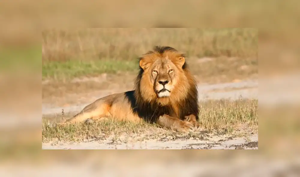 YouTube viral: niño quería fotografía junto a león en su recinto y así reacciona furioso depredador [VIDEO]