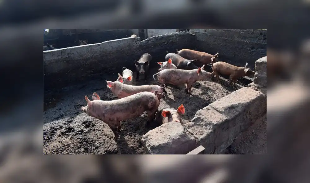 Huarochirí: clausuran criadero informal de ganado porcino en zona urbana Huarochirí: clausuran criadero informal de ganado porcino en zona urbana
